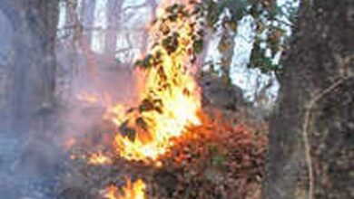 Photo of नवेगाव नागझिरा आग दुर्घटनेत मृत्यू पावलेल्या वन मजूरांच्या वारसाना ५ लाखांची मदत*
