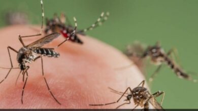 Photo of नागपूर में फागिंग नदारद,बढ़ रहे है मच्छर,डेंगू का खतरा बढ़ा