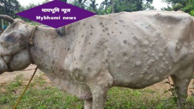 Photo of नागपुरात लम्पी प्रादुर्भावात ३ जनावरे मृत्युमुखी, ३८ बाधित